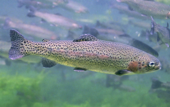 EEID scientists will conduct research on disease resistance in fish such as trout and salmon.